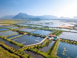 “Sustainable Growth in Canada’s Aquaculture Market: Trends Shaping the Future of Seafood Farming”