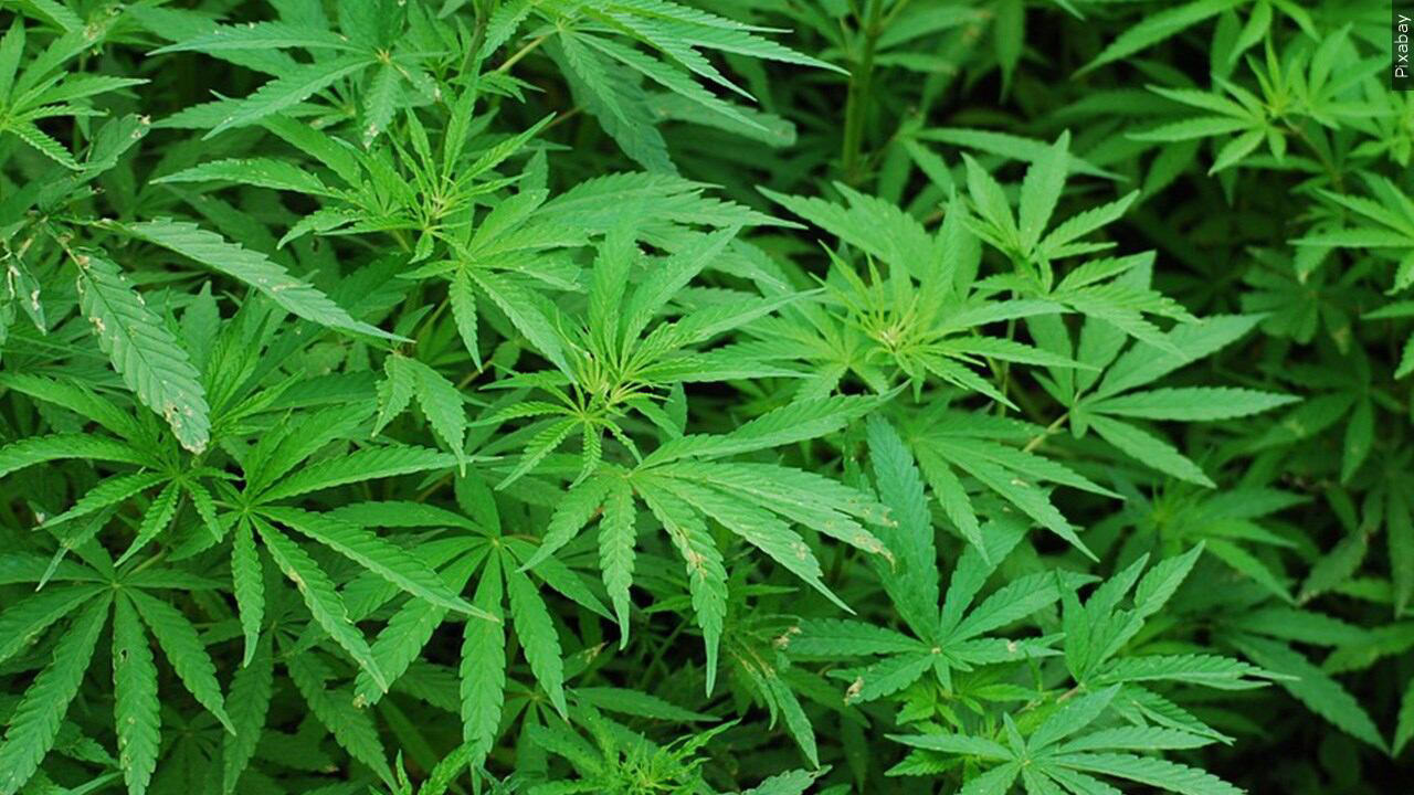 Global Legalized Cannabis Market