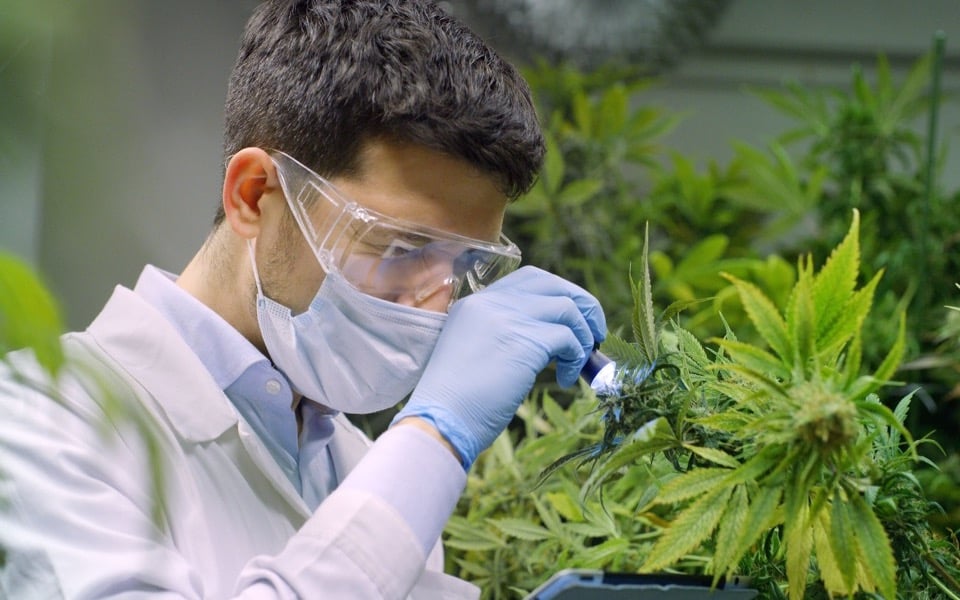 Global Medical Cannabis Market