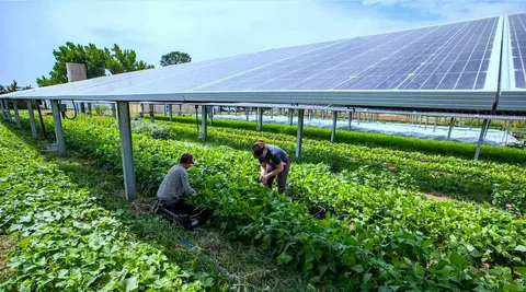 Global Agrivoltaics Market